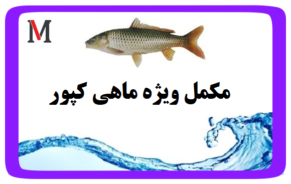 مکمل ویژه ماهی کپور
