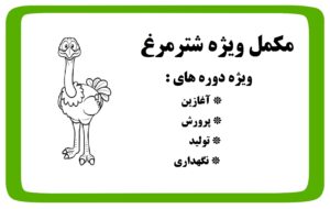 مکمل شترمرغ